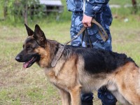 Есірткі тасымалдаушы иттің көмегімен ұсталды