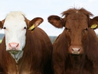 Малды жайылымнан ұрлағандар ұсталды