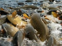 Заңсыз балық аулағандар жауапқа тартылады