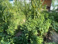 Теріс ағым жақтаушысынан есірткі табылды