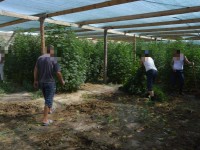 Ауласына есірткі еккен