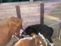 Заңсыз мал тасымалдағандар жауапқа тартылады