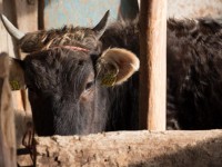 15 сиыр ұрлаған күдікті ұсталды