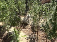 Айдалаға есірткі еккен