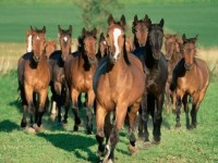 1 үйір жылқыны талан-таражға салған