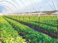 Түркістан қаласы аумағындағы азық-түлік белдеуін құрылады