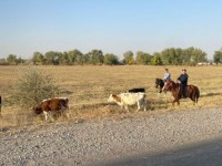 Қауіпсіз ел – қауіпсіз жол!