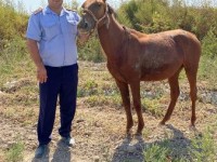 Полицейлер жоғалған 330 бас малды тауып иелеріне қайтарды