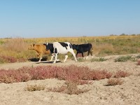 Жоғалған мал иесіне қайтарылды