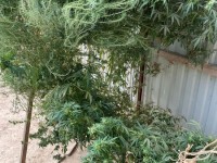 2720 түп көкнәр еккен адам сотталды