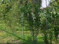 Түркістандық отбасылар еккен ағаштардың жерсінуі 80%-ды құрады