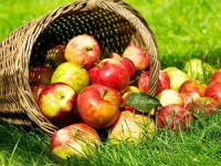 Алма ұрлап ұсталды