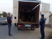 Заңсыз мал тасыған азаматтарға хаттама толтырылды