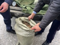 20 келіден астам марихуанамен ұсталды