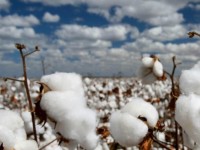 Мақтаның «Сұлтан» сұрпы