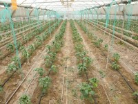 Жылыжайдан 500 тонна болғар бұрышын жинаған