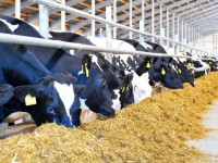 Ауыл шаруашылығын дамытпай, бәсекеге қабілетті экономика құра алмаймыз