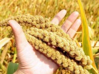 Түркістандық кәсіпкер ауыл шаруашылығы өнімдерінің өндірісін дамытпақ