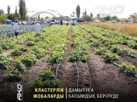 Шымкент: Кластарге басымдық берілуде