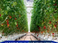 Шымкент: Кластерлік жобаларға басымдық берілуде