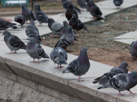 Қоғамдық орында құстарды тамақтандырған қазақстандықтар енді айыппұл төлейді