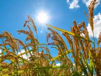 Түркістан облысында диқандар мақтаның орнына күріш еккен